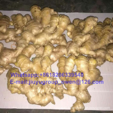 Top Quality New Crop Air Fresh Ginger 250g